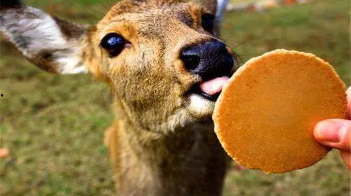 小鹿爆料恐龙视频,恐龙视频带你穿越时空，探寻史前巨兽奥秘  第2张