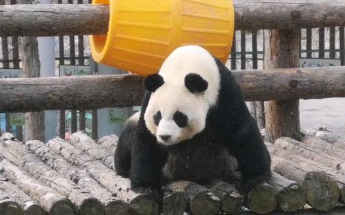 妙妙吃瓜全集免费观看,揭秘娱乐圈幕后真相,免费观看大揭秘 第1张 妙妙吃瓜全集免费观看,揭秘娱乐圈幕后真相,免费观看大揭秘 第1张