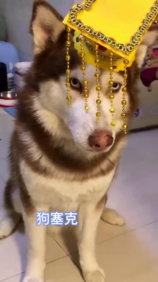 王者爆料哈士奇视频大全,哈士奇视频大全,萌宠与英雄的欢乐碰撞 第1张 王者爆料哈士奇视频大全,哈士奇视频大全,萌宠与英雄的欢乐碰撞 第1张